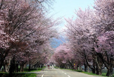 Rekomendasi Event Lari Maraton & Jalan Santai di Hokkaido