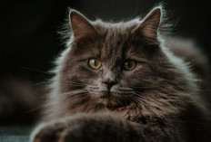 7 Fakta Menarik Mengenai Kucing Maine Coon