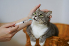 Cara Mudah Memberikan Obat Kepada Kucing