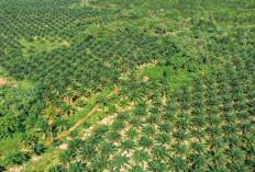 Planting Naturals Digitalisasi 7.224 Petani dalam Rantai Pasok Minyak Sawit Organik Bersertifikasi 