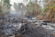 Hari ke-12 Karhutla di Pontianak Utara Belum Padam, Enam Titik Api Masih Terdeteksi