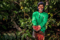 Kebun Kopi Ijen, Warisan yang Terus Menghidupi