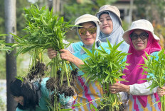 TP PKK Pontianak Dorong Pemanfaatan Lahan Pekarangan Lewat Tanaman Hortikultura
