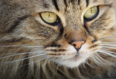 Cara Membersihkan Mata Kucing Tanpa Drama