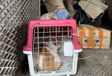 Pengiriman Hewan Peliharaan KAI Logistik Tumbuh, Jadi Solusi Mudik dan Libur Nataru Bersama Hewan Kesayangan