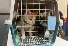 KAI Logistik Catat 13.435 Pengiriman Hewan Saat Ramadan – IdulFitri