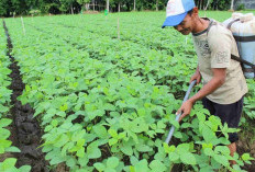 Holding Perkebunan Nusantara Dorong Pertanian Berkelanjutan Melalui Inovasi Pupuk Hayati Enero