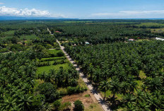 40% Petani Sawit Indonesia Hadapi Tantangan Sertifikasi dan Ketertelusuran di EUDR