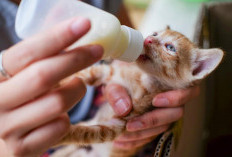 Panduan Memberikan Susu pada Anak Kucing Sesuai Kebutuhan