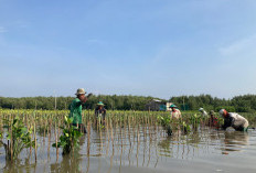 LindungiHutan Ajak Publik Rayakan Hari Menanam Pohon Indonesia dengan Aksi Nyata di Tengah Krisis Iklim