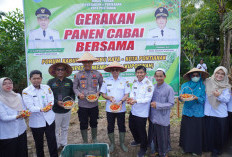 TPID KUPONWAH Gelar Panen Cabai Serentak, Pontianak Catat Inflasi Terendah di Kalbar