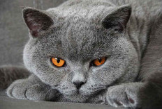 Ras Kucing Abu Abu Populer yang Cocok Dipelihara di Rumah
