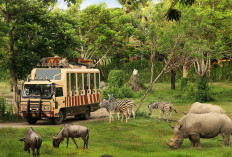 Taman Safari Dukung Transformasi Modern Kebun Binatang Bandung