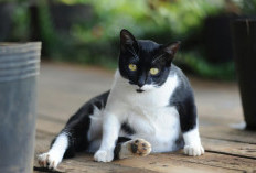 Penyebab Perut Kucing Membesar dan Cara Mengatasinya