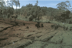 LindungiHutan Buka Lima Lokasi Penanaman Baru, Pangalengan Jadi Titik Reforestasi Jawa Barat