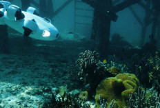 Bathymetry Survey dengan ROV: Cara Memetakan Dasar Perairan Secara Akurat