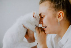 Kenali 8 Penyebab dan Cara Mengatasi Kucing Menangis