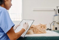 Cara Memilih Obat Diare Kucing yang Aman dan Efektif