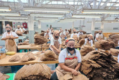 PTPN I Perkuat Daya Saing Global Lewat Tembakau Premium untuk Industri Cerutu Dunia