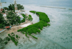 Pulau Pramuka: Lokasi Strategis untuk Penanaman Mangrove & Restorasi Terumbu Karang