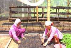 MIND ID Bina Lebih dari 10.000 UMKM untuk Perkuat Ekonomi Lokal dan Tekan Kemiskinan