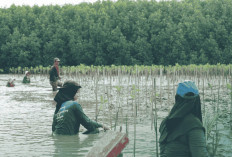 LindungiHutan Dorong Aksi Komunitas di Pantai Bahagia, Bekasi