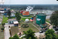 ROA PalmCo Tembus 7,9 Persen, Sinyal Penguatan Kinerja Aset Holding Perkebunan Nusantara