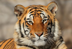 India Dorong Aliansi Global Lindungi Kucing Besar Dunia lewat IBCA Summit 2026