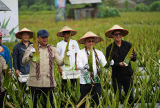 Pontianak Utara Jadi Sentra Lidah Buaya, Wamentan Dukung Pertanian Hortikultura