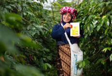 KOLTIVA dan Mitra Dukung Sugata Transformasi Rantai Pasok Kakao Berkelanjutan Gender-Carbon 