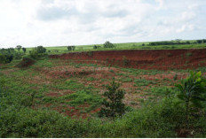 Dari Lahan Tandus ke Desa Produktif, Koranji Subang Bersama LindungiHutan
