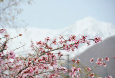 Keajaiban Salju dan Sakura di Otari Nagano