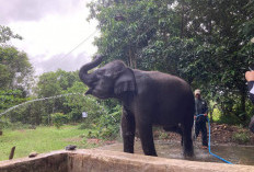 Momentum Hari Cinta Puspa dan Satwa Nasional, Saatnya Wujudkan Cinta Alam Lewat Tindakan