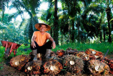 Di Tengah Gejolak Harga Sawit, Holding Perkebunan Nusantara Konsisten Serap TBS Petani