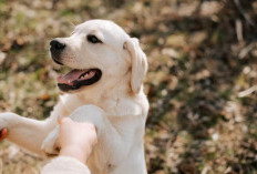 Dog Training Tips di Rumah Agar Anjing Pintar