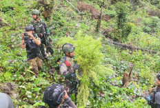 Jenderal Lucky Avianto Turun Gunung Hancurkan Ladang Ganja Di Pedalaman Rimba, Paska ‘Dilegalkan’ OPM Papua