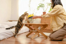 Tren Cat Food Minim Pengawet Semakin Diminati di Indonesia
