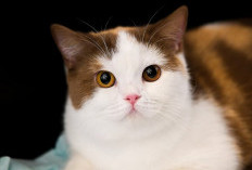 Imlek Dimulai Dengan Cara yang Lebih Meowgic di Grand Galaxy Park Bekasi