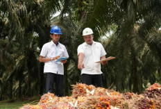 Holding Perkebunan Nusantara Perkuat Daya Saing SDM, PalmCo Targetkan 5.120 Sertifikasi Kompetensi