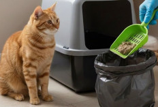 Kenali Tanda Kotoran Kucing Sehat dan Tidak Sehat