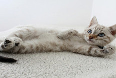 Tutorial Melatih Kitten Pup di Litter Box