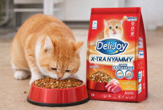 Jangan Asal Pilih! Ini Rekomendasi Dry Food Kucing Bernutrisi Tinggi