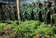 5.000 Batang Ganja Terungkap, TNI Habema Gagalkan Peredaran Narkotika