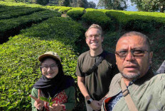 Holding Perkebunan Nusantara Dorong Promosi Global, Kebun Rancabali PTPN I Jadi Sorotan Media Amerika Serikat