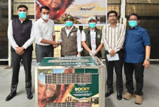 Bayi Orangutan yang Diselamatkan di India Dipulangkan ke Indonesia, Lima Lainnya Menyusul