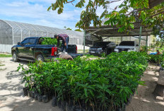 PalmCo Tanam Puluhan Ribu Pohon di 12 Provinsi, Pertegas Misi Keberlanjutan Holding Perkebunan Nusantara