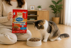 Dry Food Kucing yang Bagus untuk Kesehatan dan Nutrisi Anabul