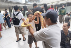 Pets Gathering di Mal Gaia Kubu Raya Hadirkan Edukasi Satwa Eksotik