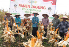 Panen Perdana Jagung Hibrida di Pontianak Utara Hasilkan 1,5 Ton