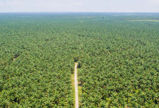 Regulasi Baru Perkuat Kewajiban Deteksi Dini Kebakaran Lahan Perkebunan